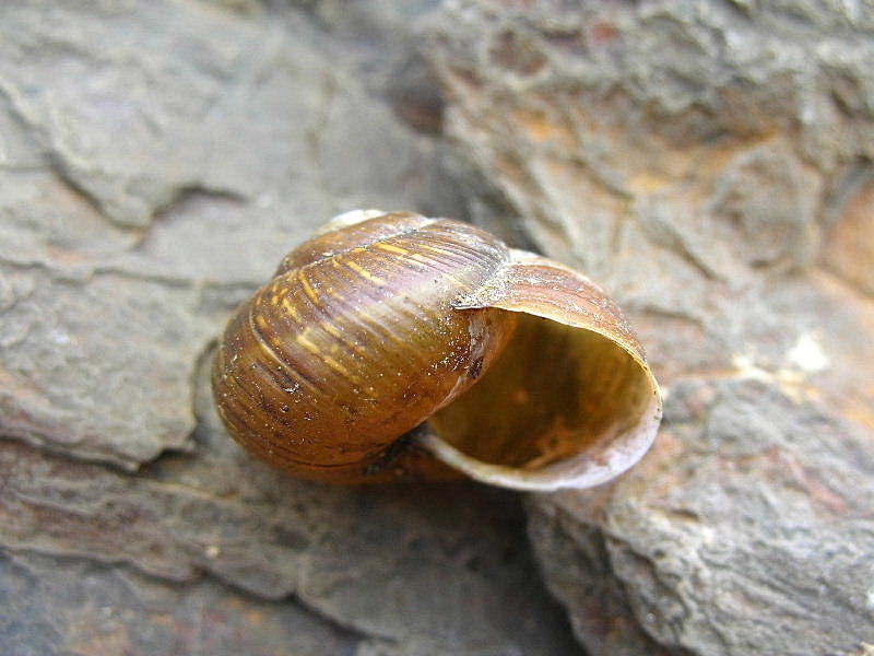 Mollusco color arancio in Arianta arbustorum di alta quota